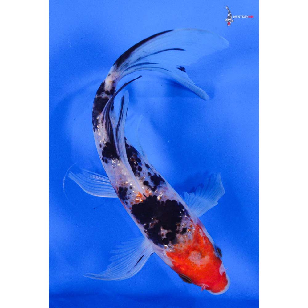 7” Imported Gin Rin Sanke Butterfly Koi