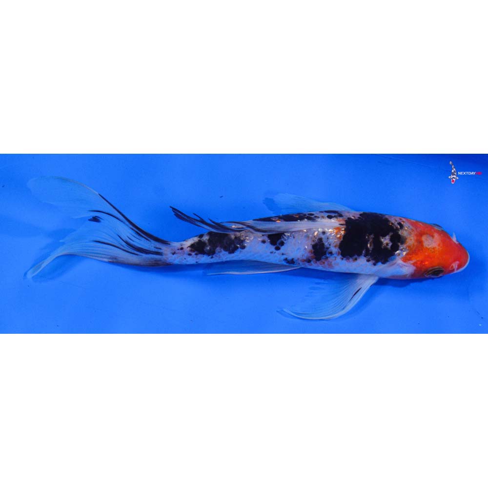 7” Imported Gin Rin Sanke Butterfly Koi