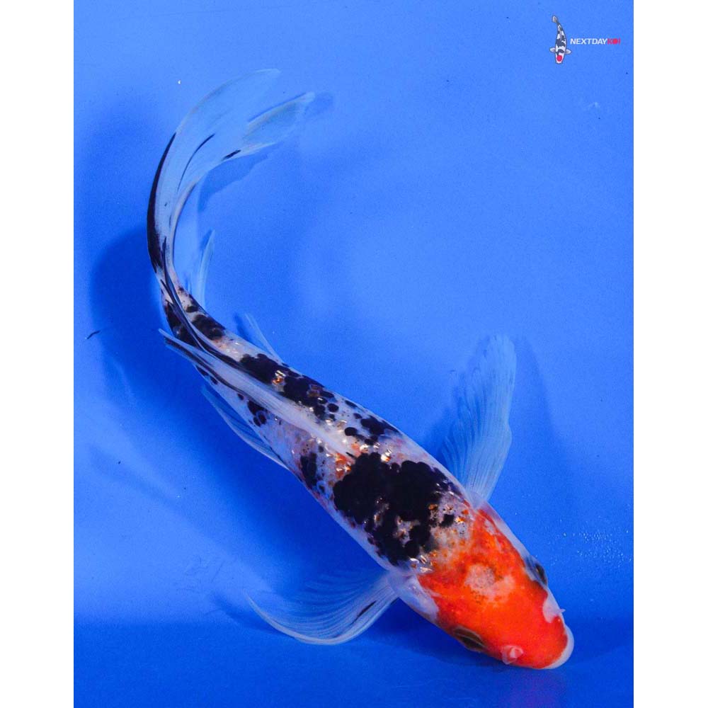 7” Imported Gin Rin Sanke Butterfly Koi