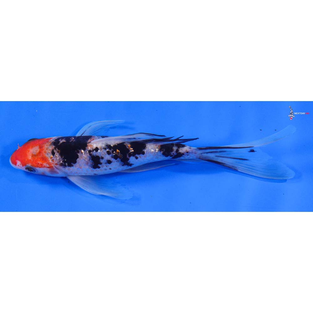 7” Imported Gin Rin Sanke Butterfly Koi