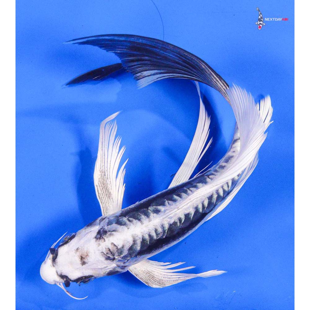 8” Imported Kikokuryu Butterfly Koi