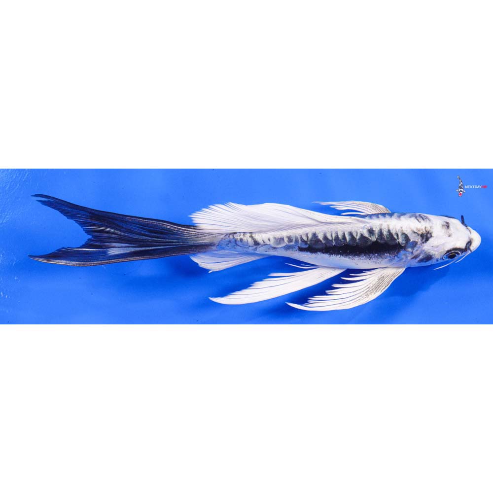 8” Imported Kikokuryu Butterfly Koi