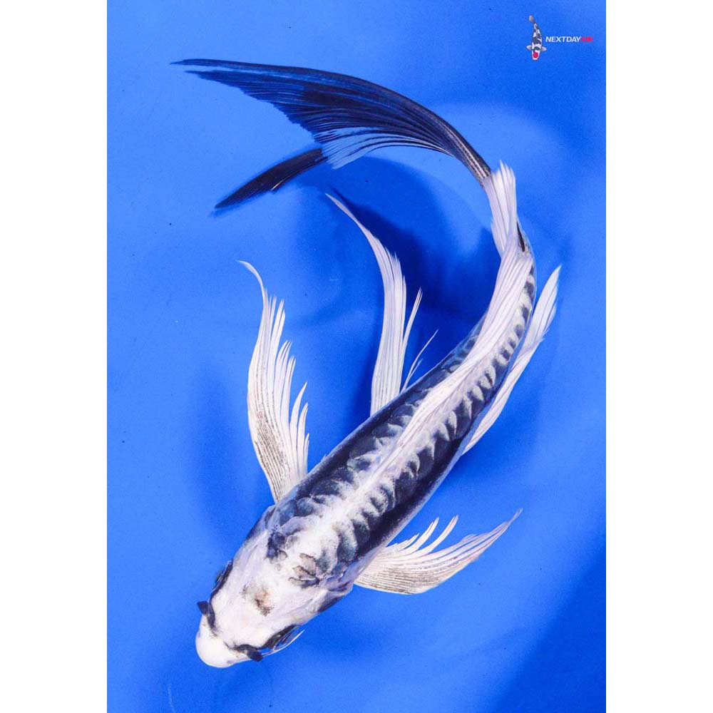 8” Imported Kikokuryu Butterfly Koi