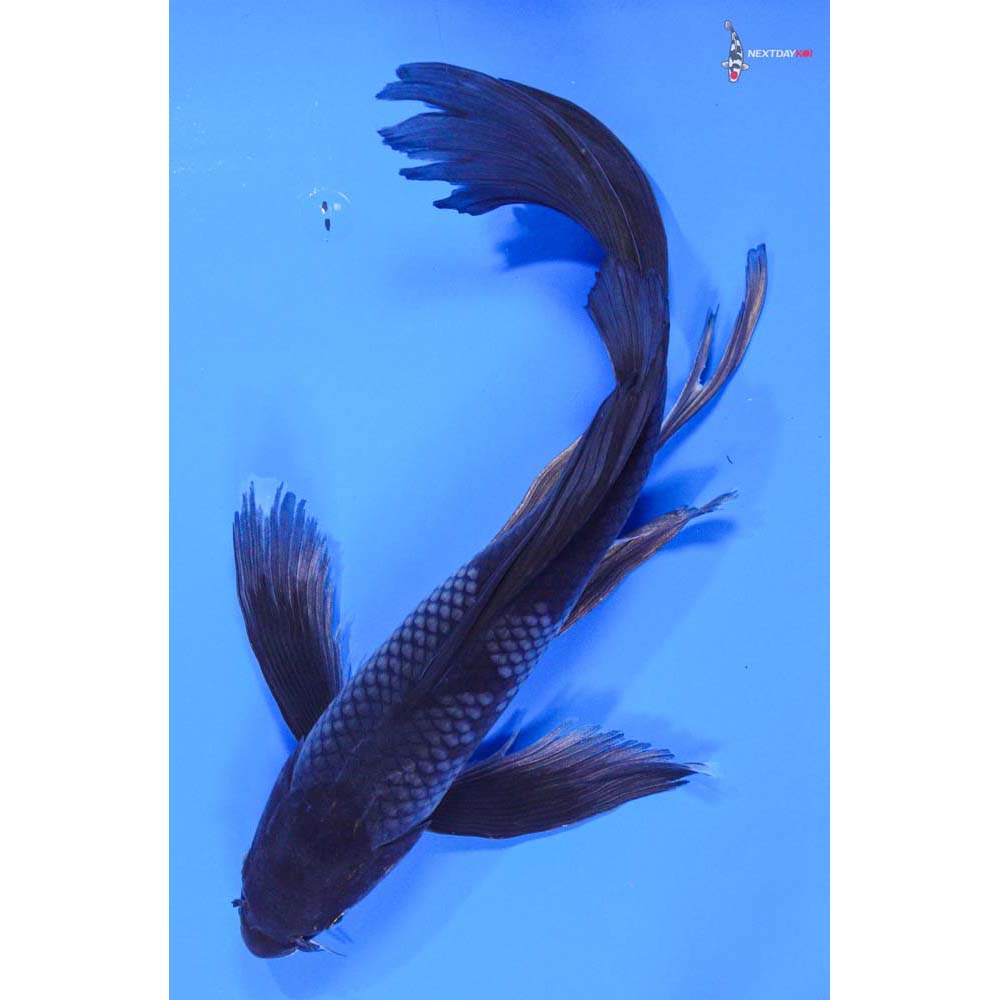 14” Imported Ochiba Shigure Butterfly Koi
