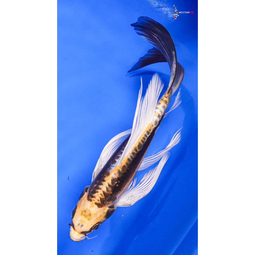 7” Imported Kin Kikokuryu Butterfly Koi