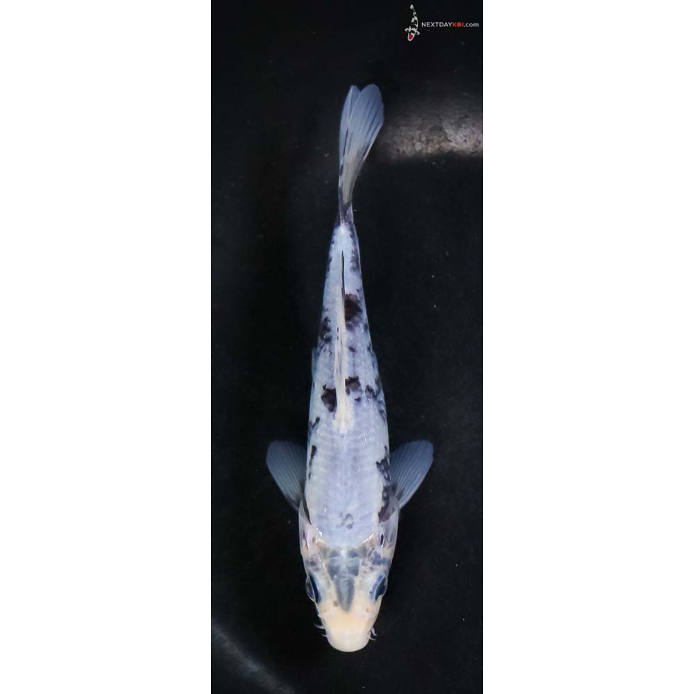 6” Imported Matsukawabakke