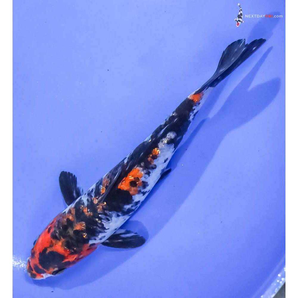 6.5” Imported Sanke