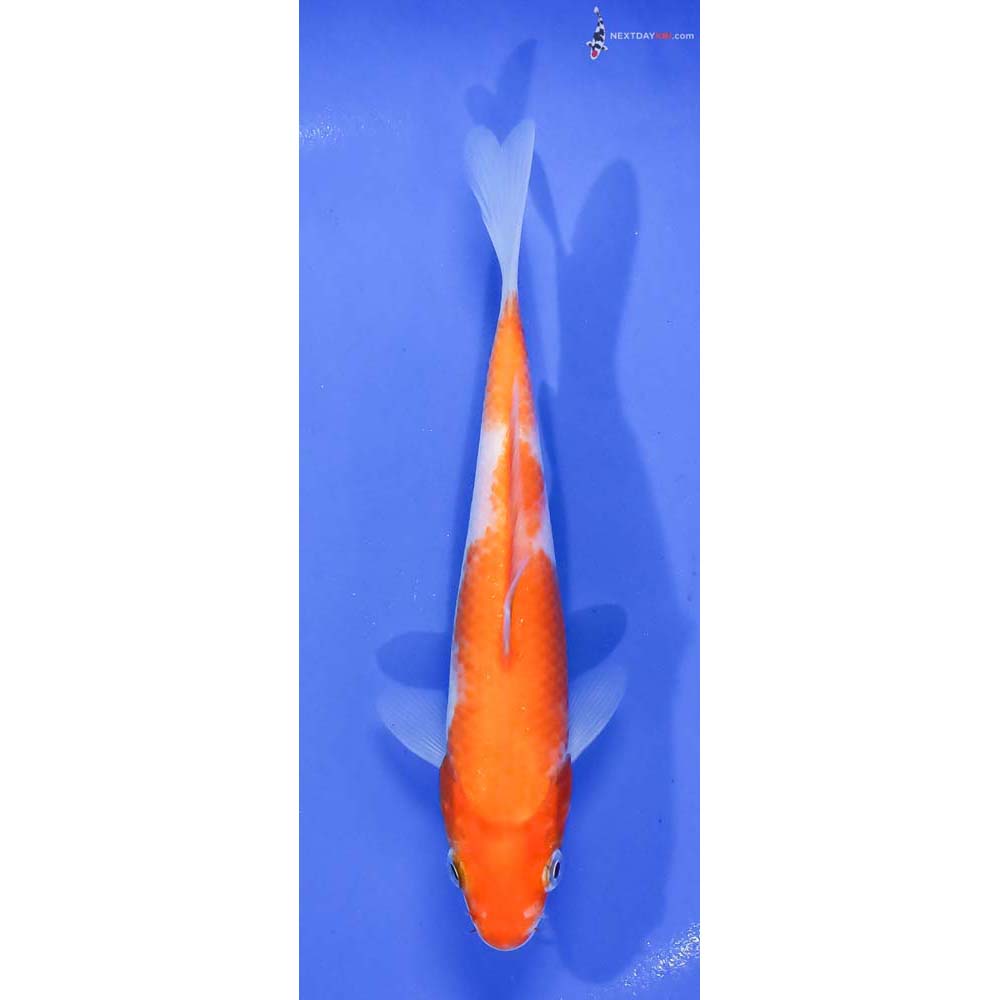 6” Imported Kohaku