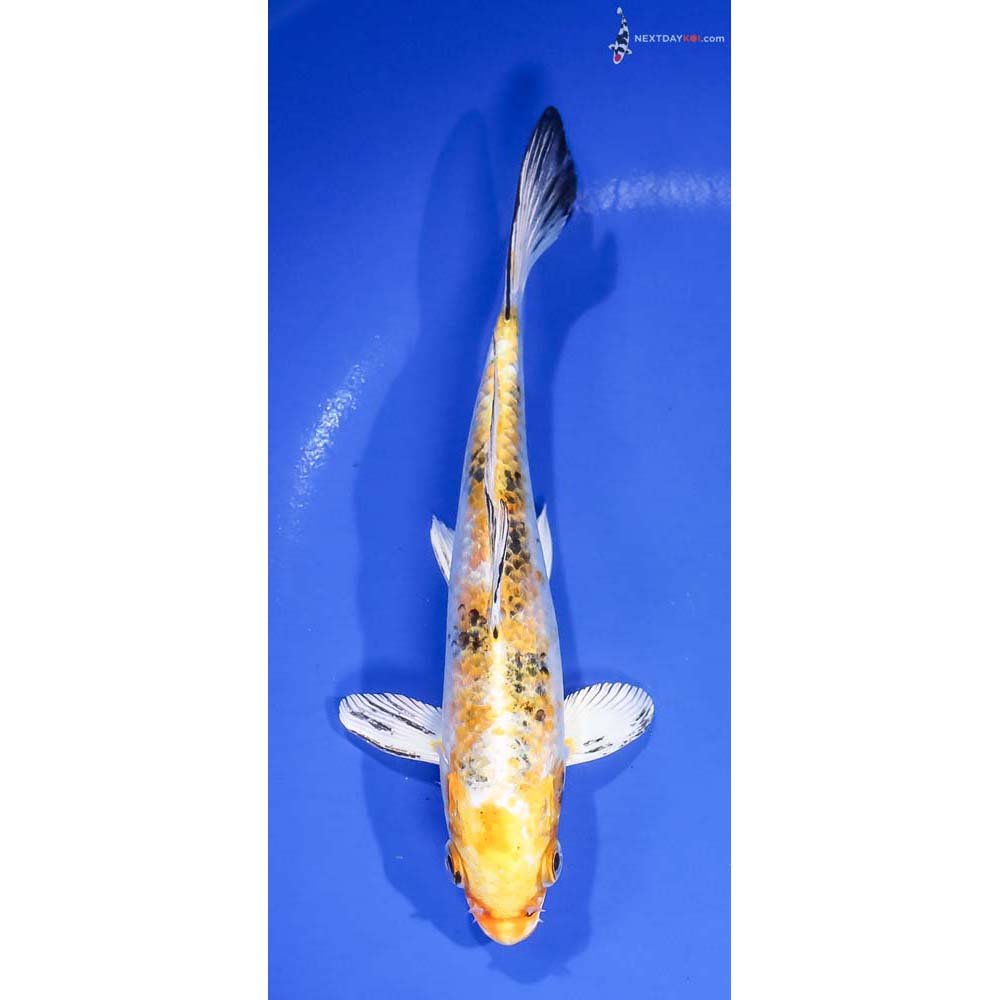 7” Imported Yamato Nishiki