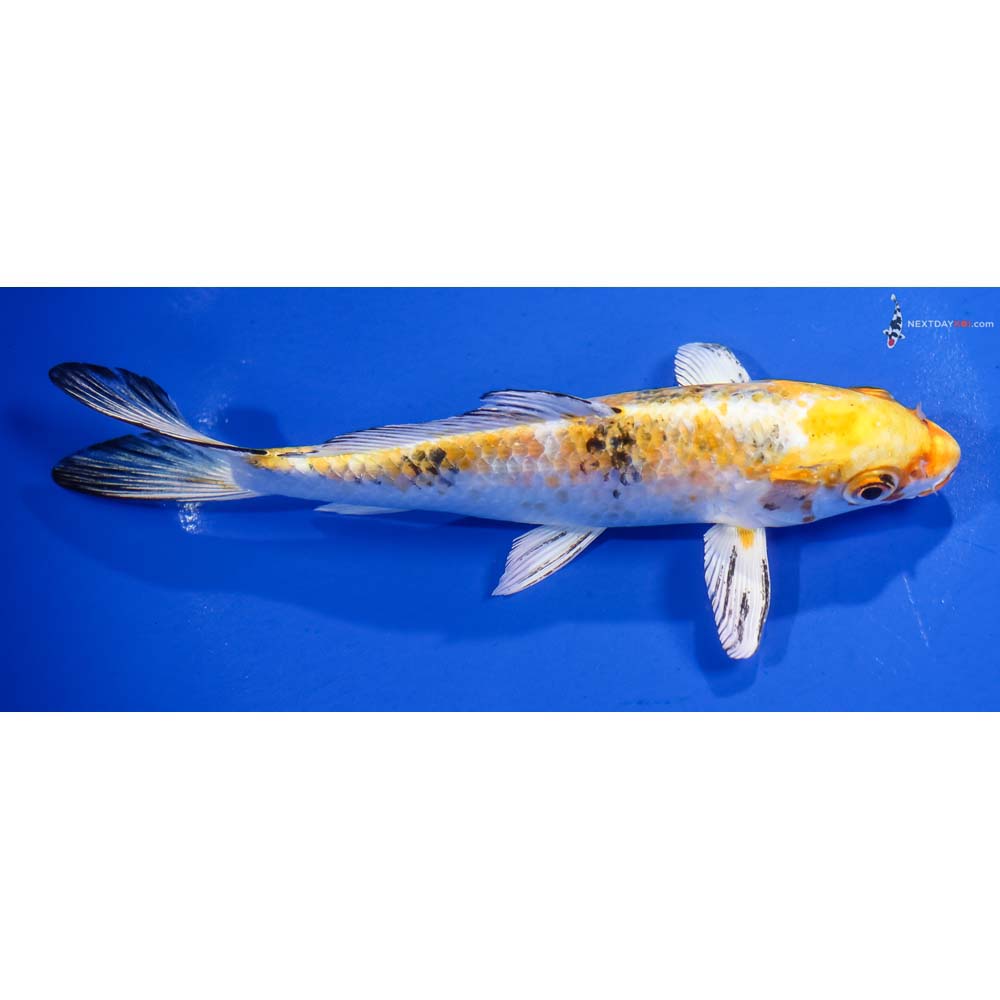 7” Imported Yamato Nishiki