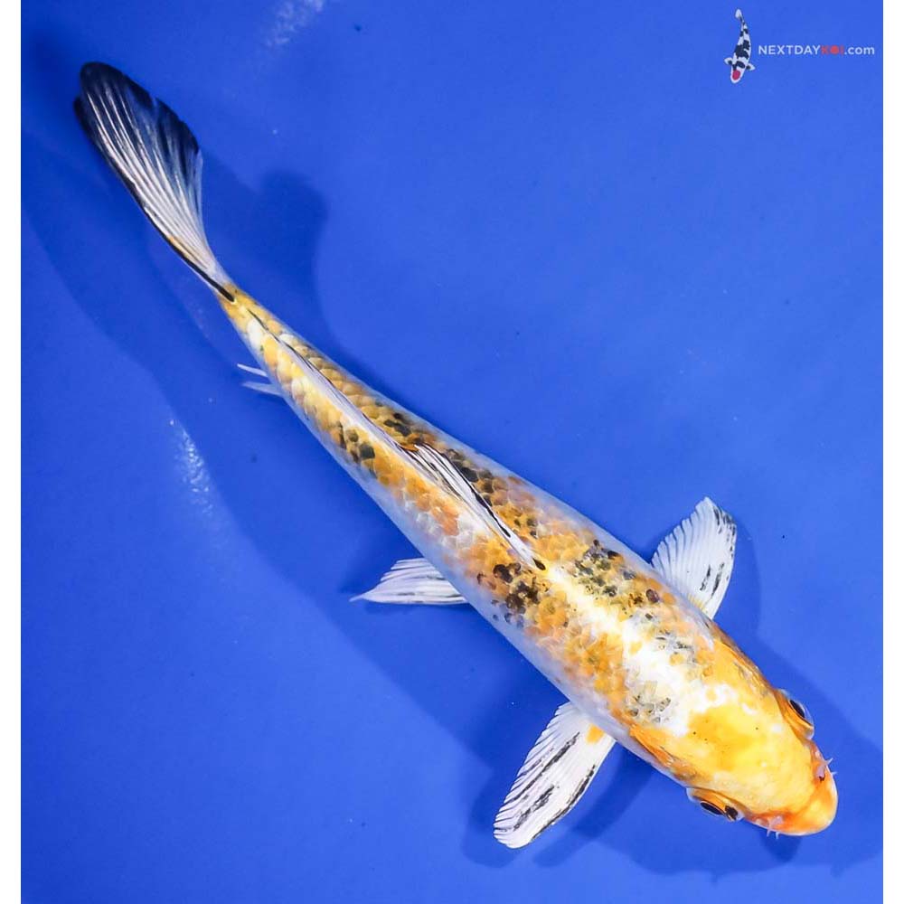 7” Imported Yamato Nishiki