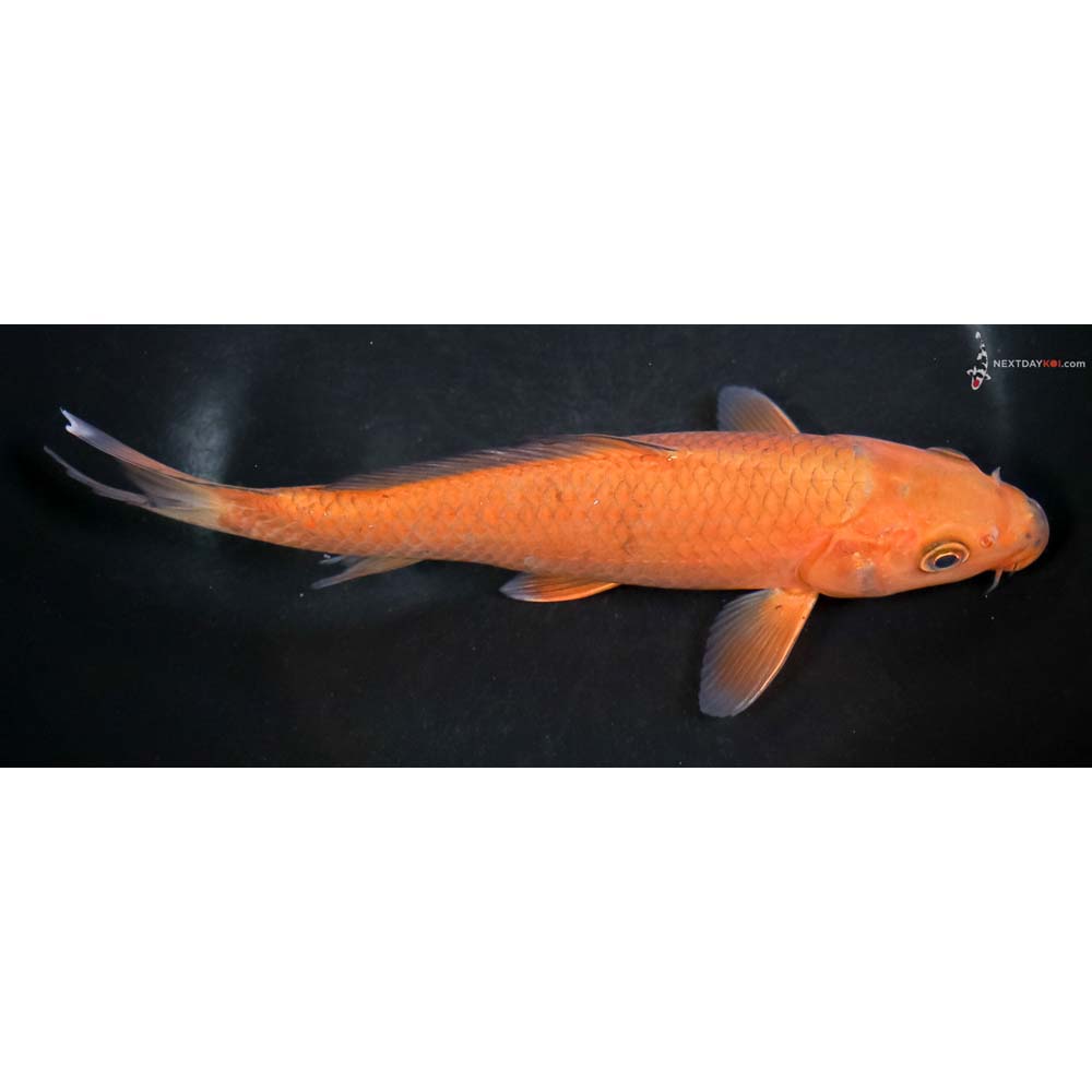 7.5” Imported Chagoi