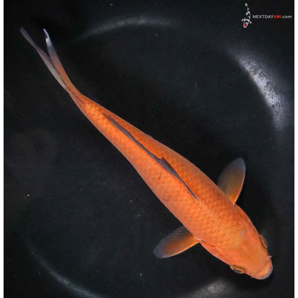 7.5” Imported Chagoi