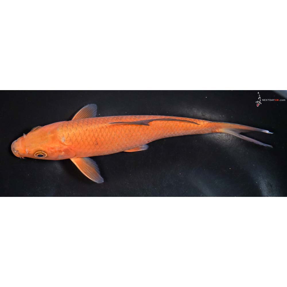 7.5” Imported Chagoi