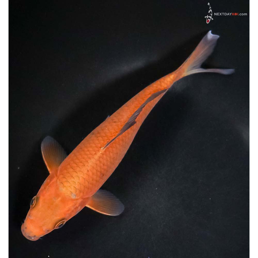 7.5” Imported Chagoi