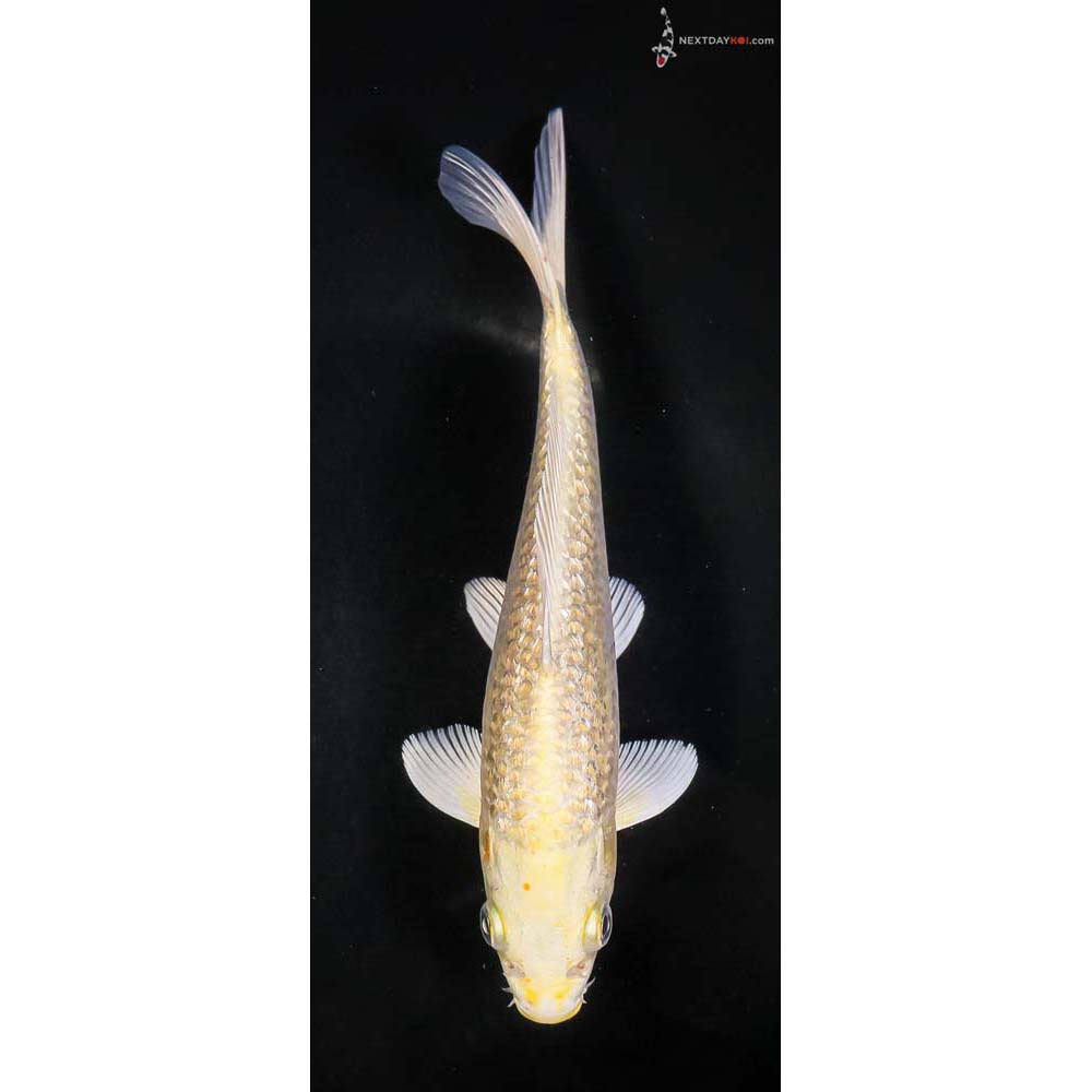 7.5” Imported Gin Rin Yamabuki Ogon