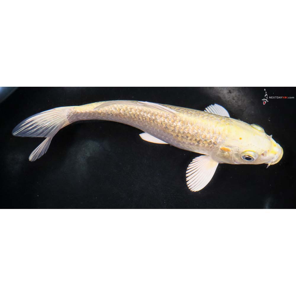 7.5” Imported Gin Rin Yamabuki Ogon