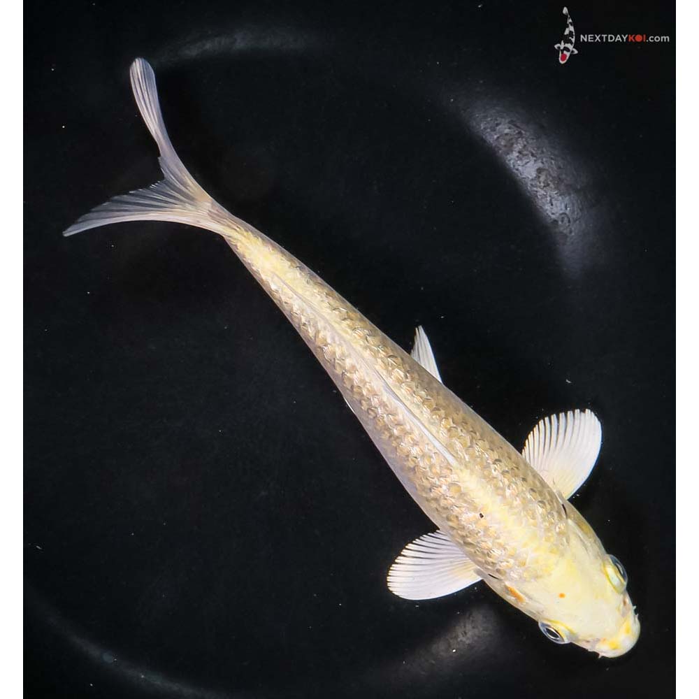 7.5” Imported Gin Rin Yamabuki Ogon