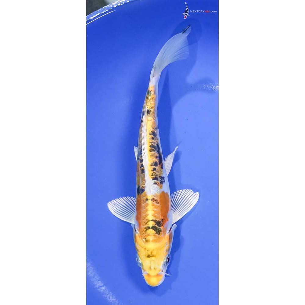 8” Imported Heisei Nishiki