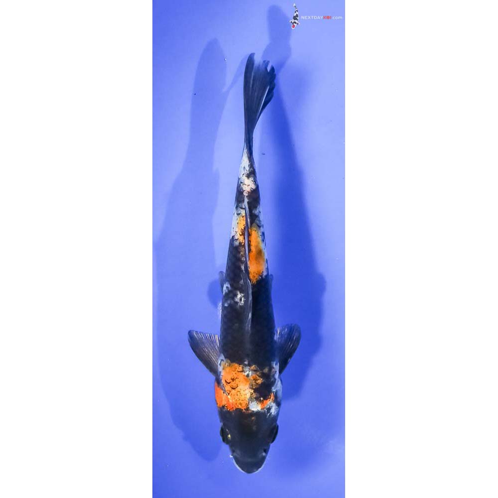 6” Imported Hi Showa