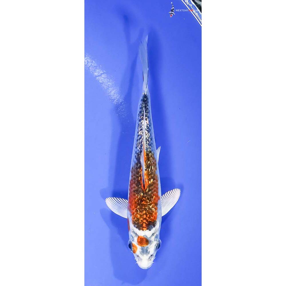 5.5” Imported Gin Rin Kujaku