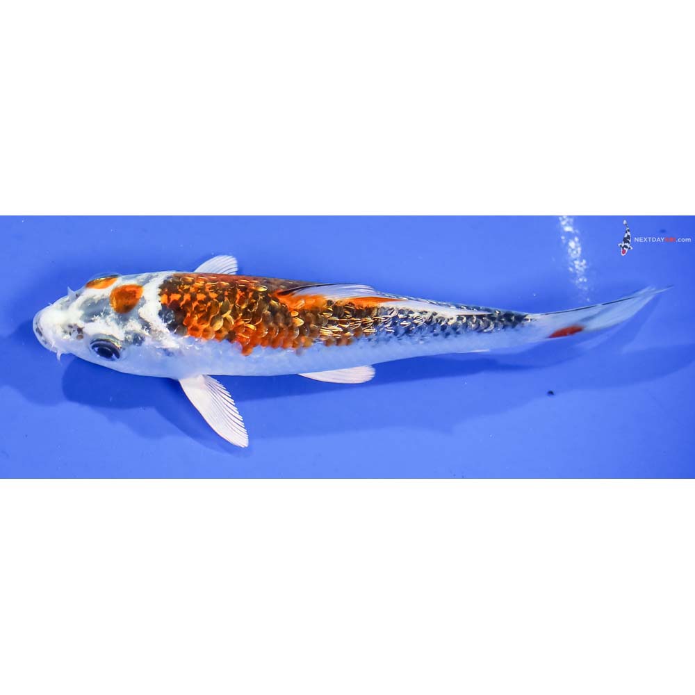 5.5” Imported Gin Rin Kujaku