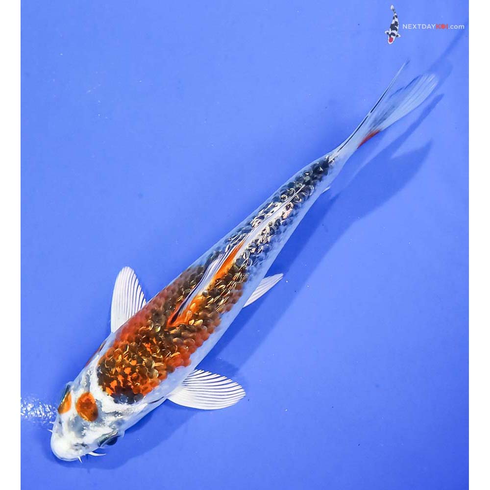 5.5” Imported Gin Rin Kujaku