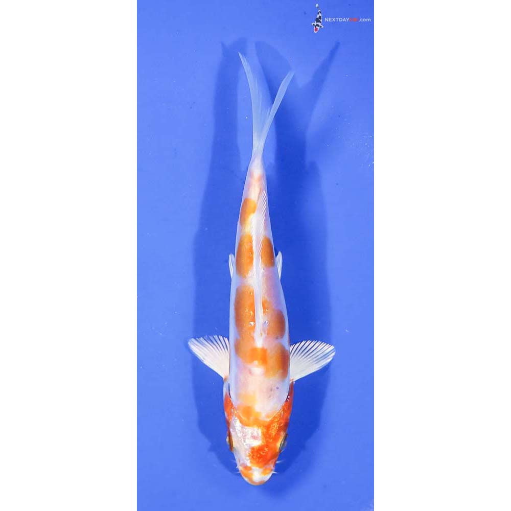 5.5” Imported Kikusui