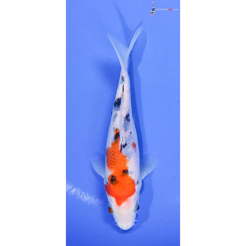 5.5” Imported Sanke