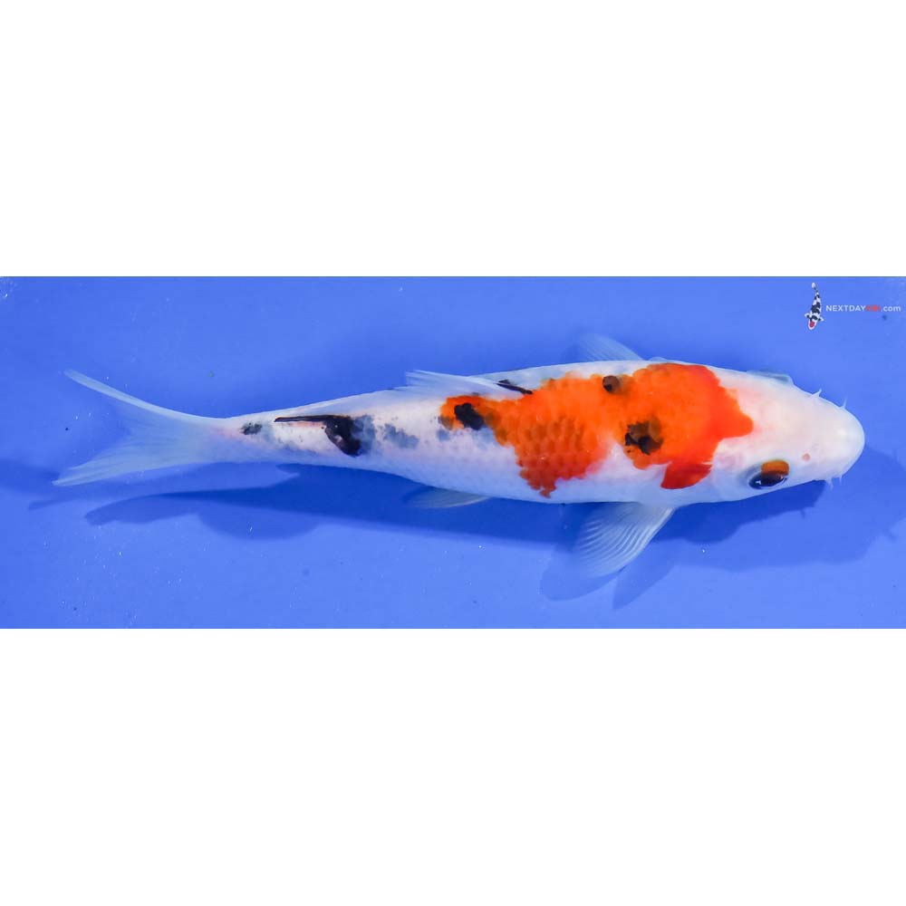 5.5” Imported Sanke