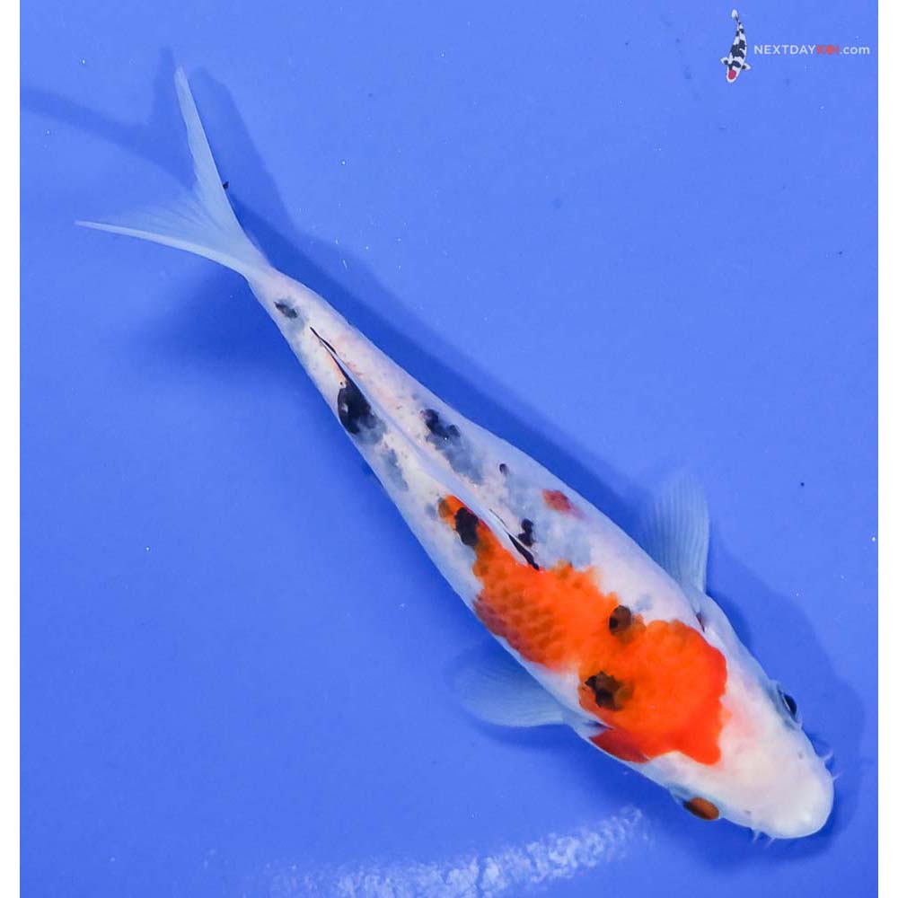 5.5” Imported Sanke