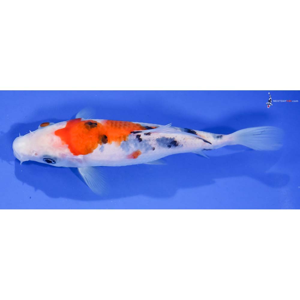 5.5” Imported Sanke