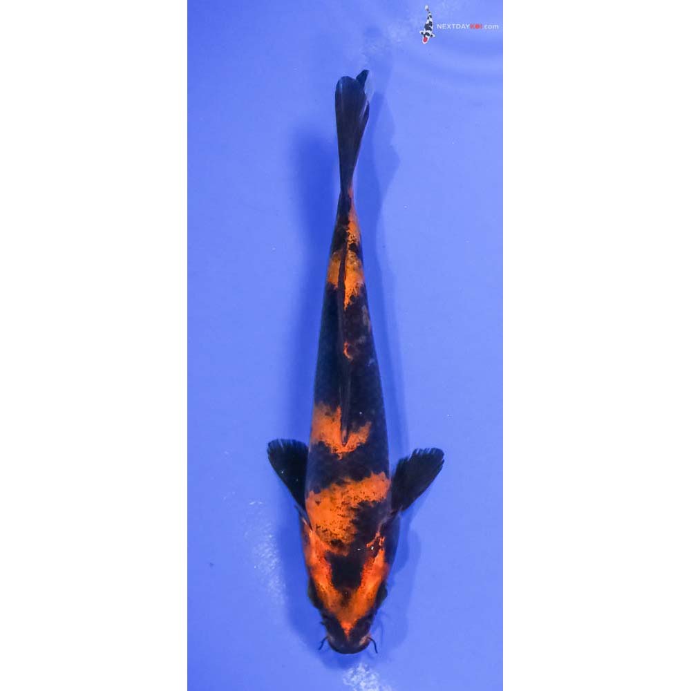 5.5” Imported Hi Utsuri