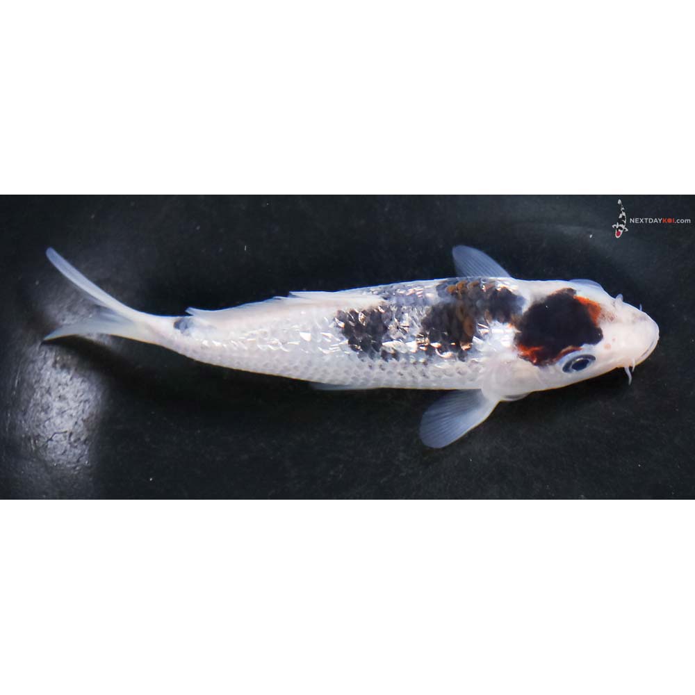 5” Imported Gin Rin Goromo