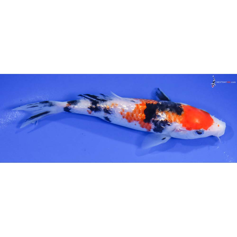 5.5” Imported Gin Rin Sanke