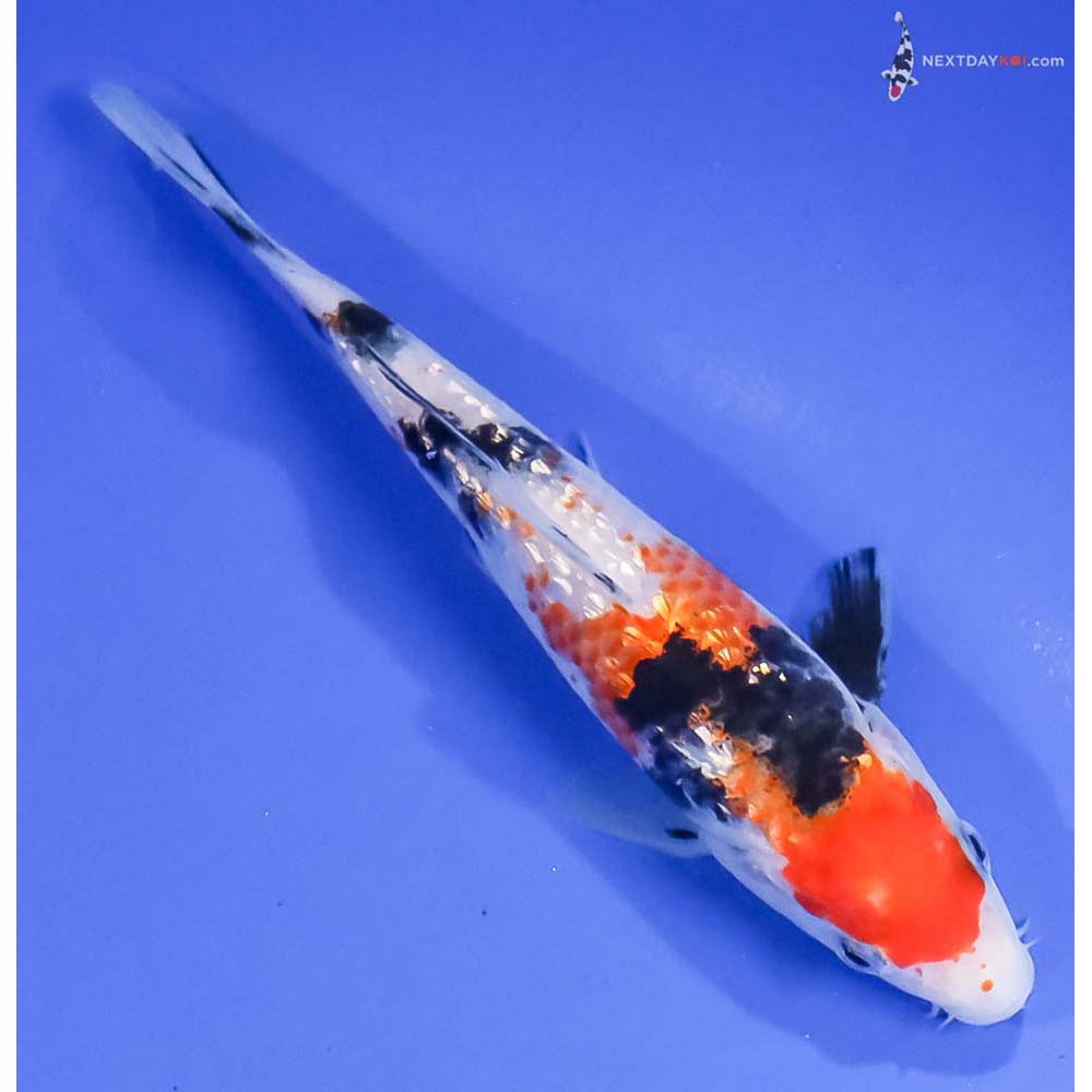 5.5” Imported Gin Rin Sanke