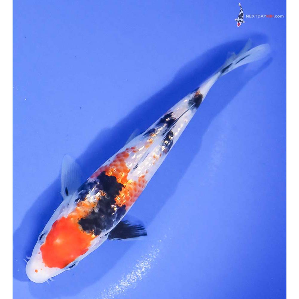 5.5” Imported Gin Rin Sanke