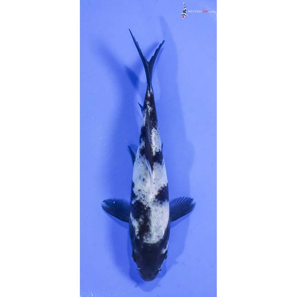 5.5” Imported Shiro Utsuri