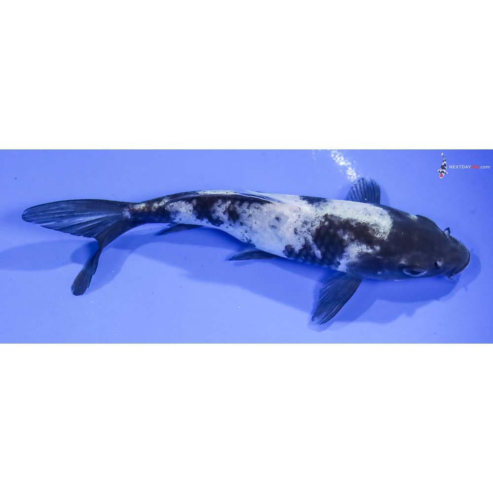 5.5” Imported Shiro Utsuri