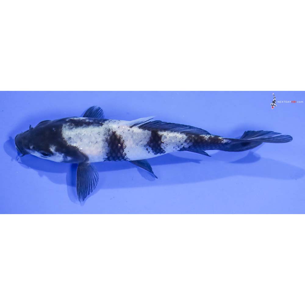 5.5” Imported Shiro Utsuri