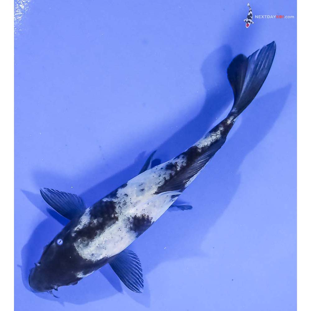 5.5” Imported Shiro Utsuri