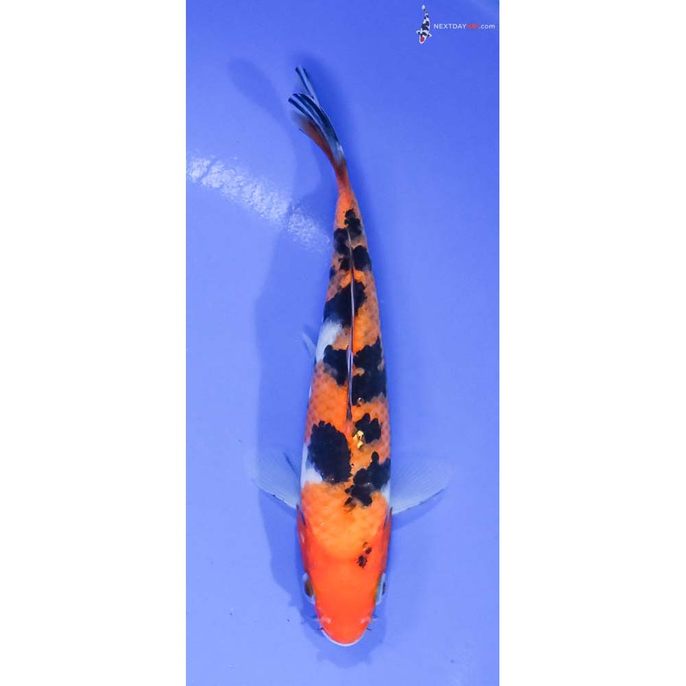 5.5” Imported Aka Sanke