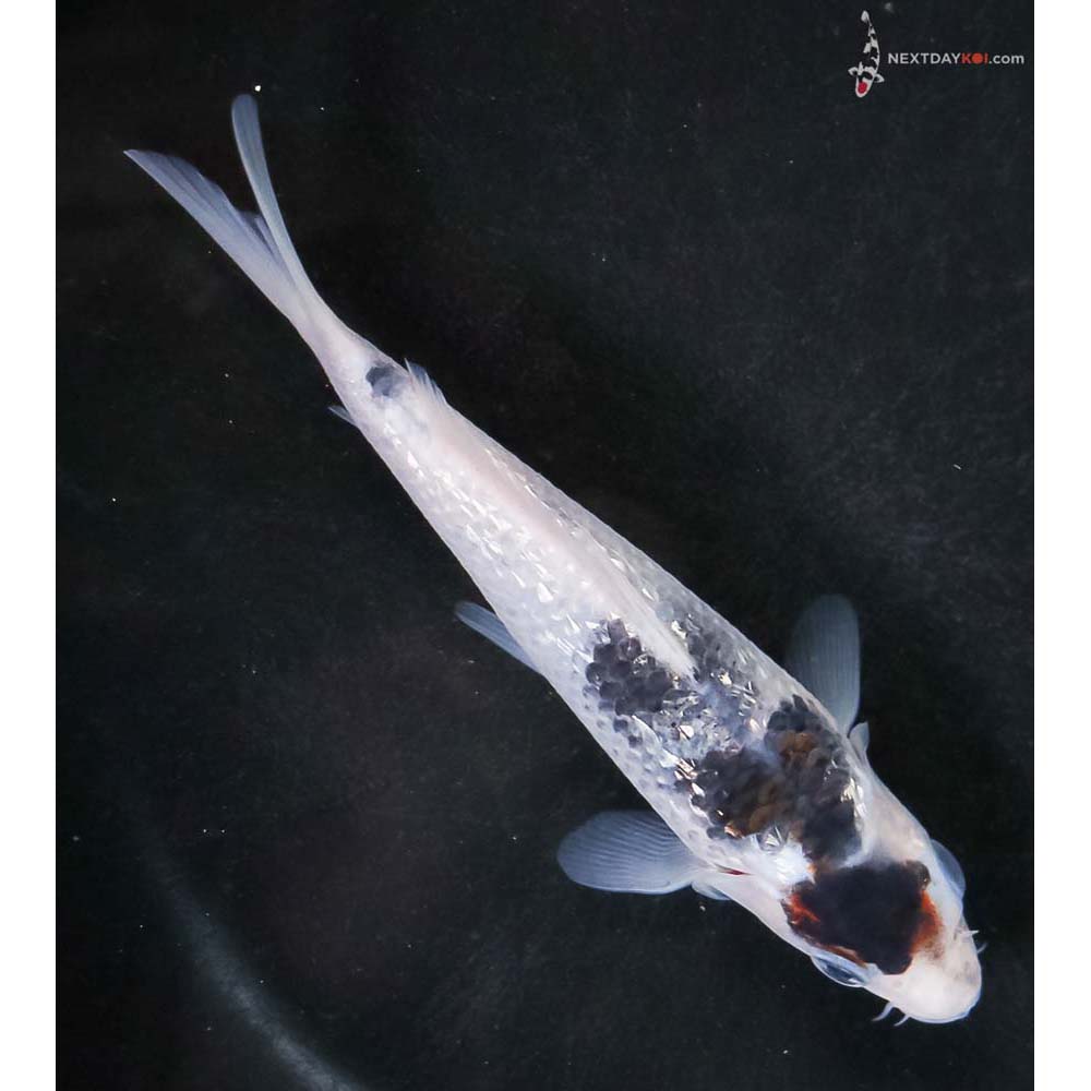 5” Imported Gin Rin Goromo