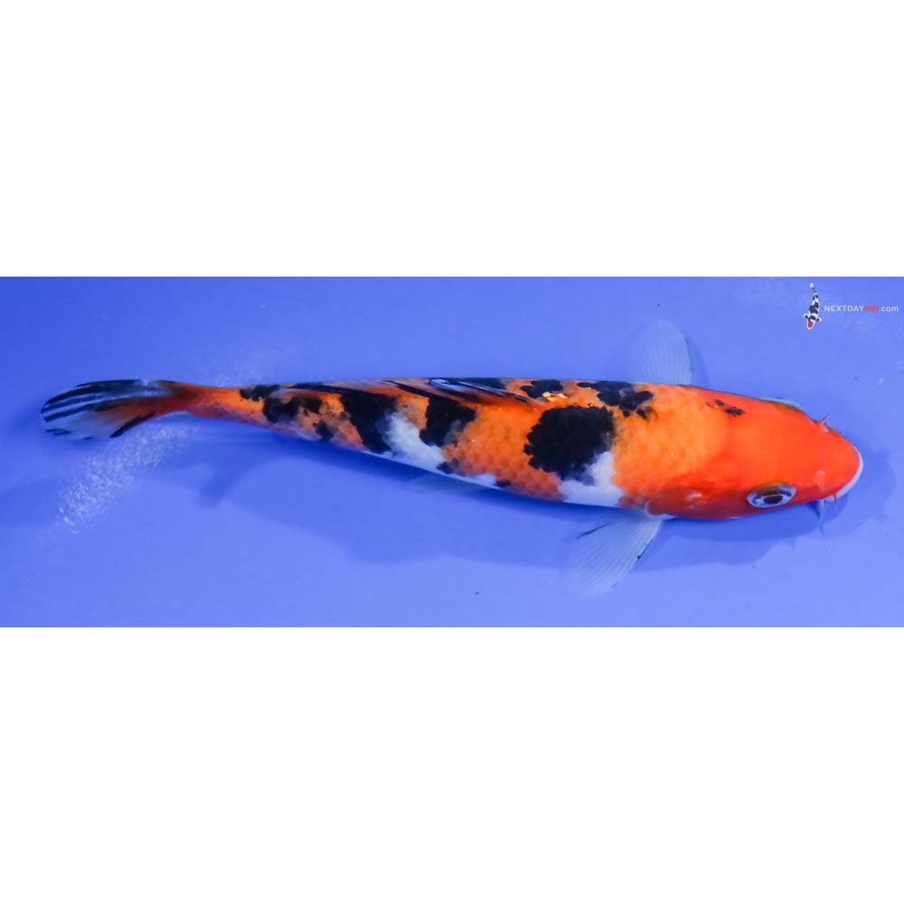 5.5” Imported Aka Sanke