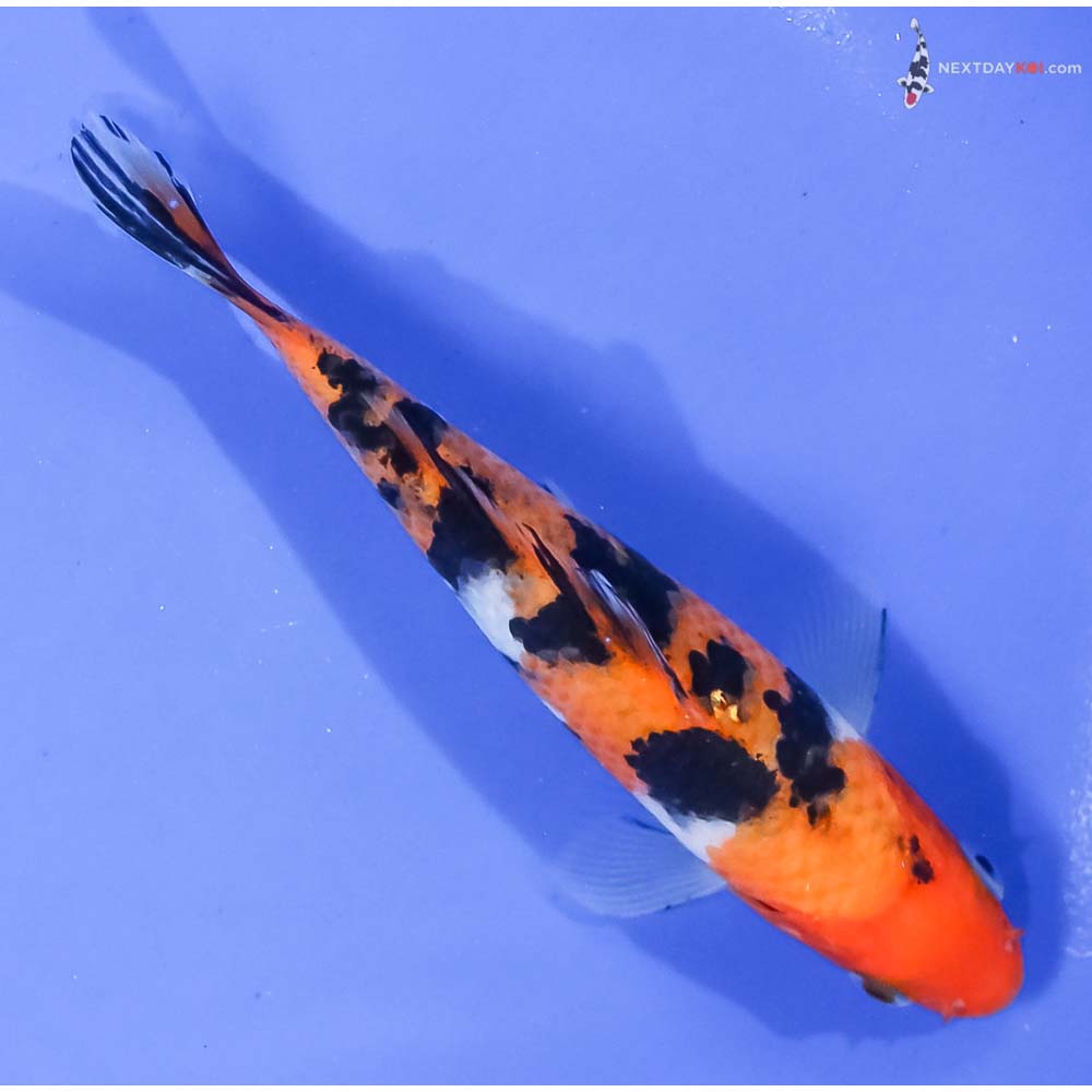 5.5” Imported Aka Sanke