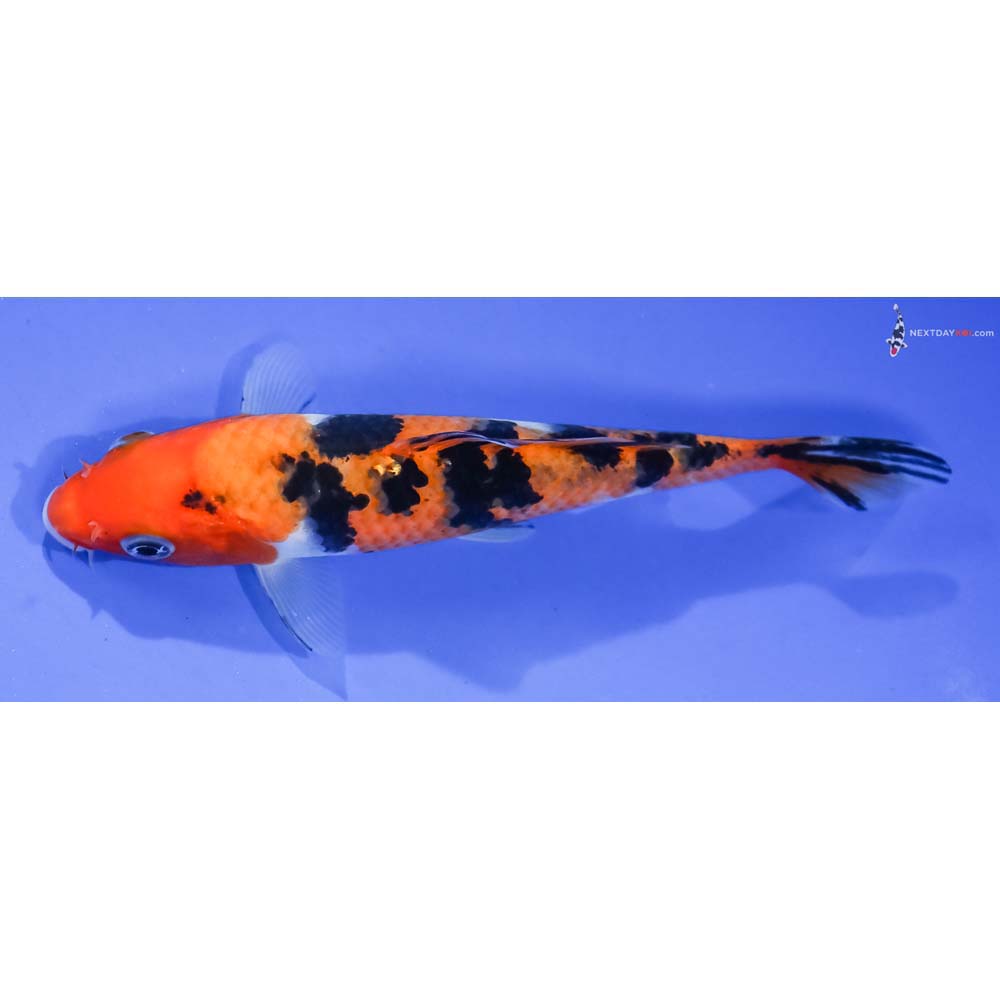 5.5” Imported Aka Sanke