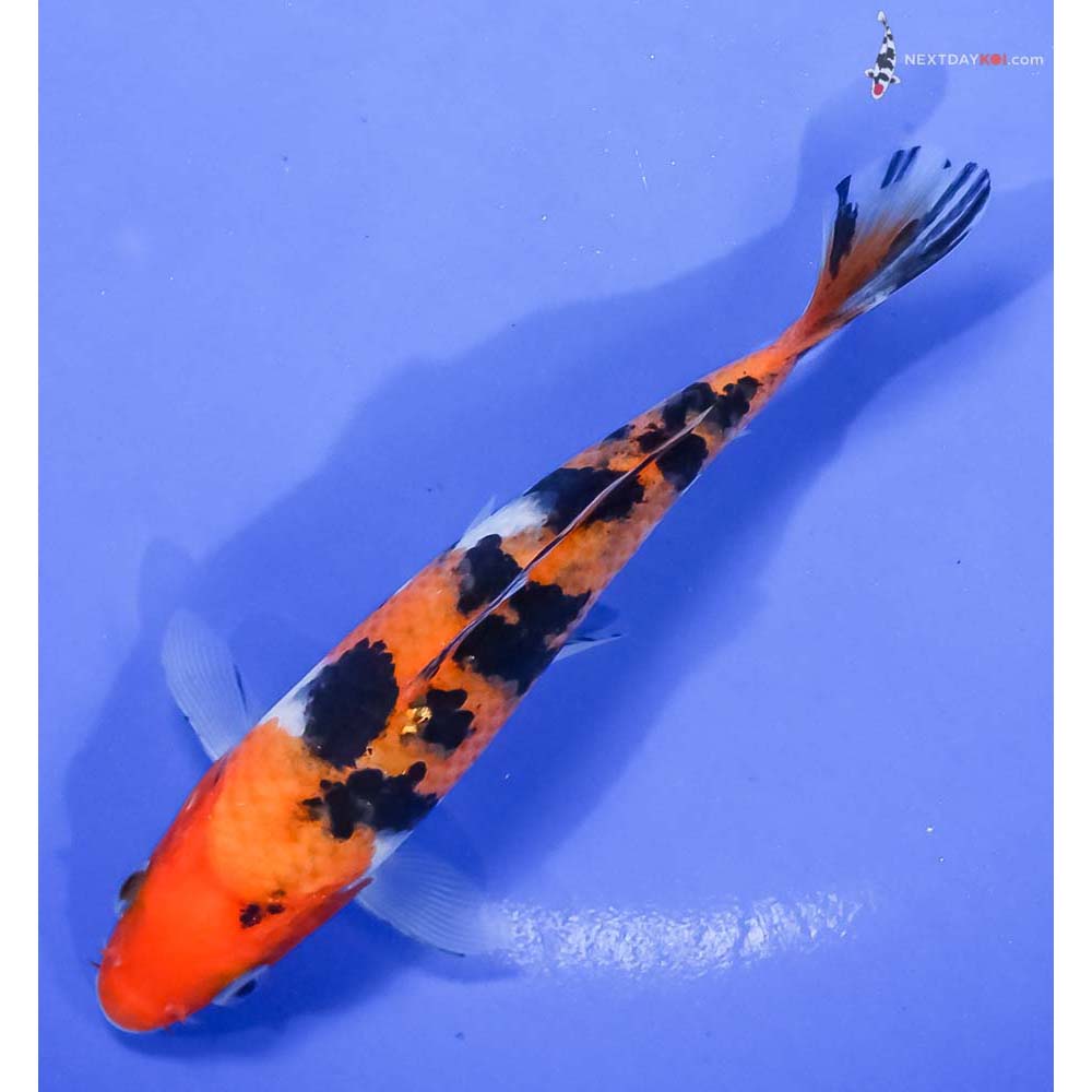 5.5” Imported Aka Sanke