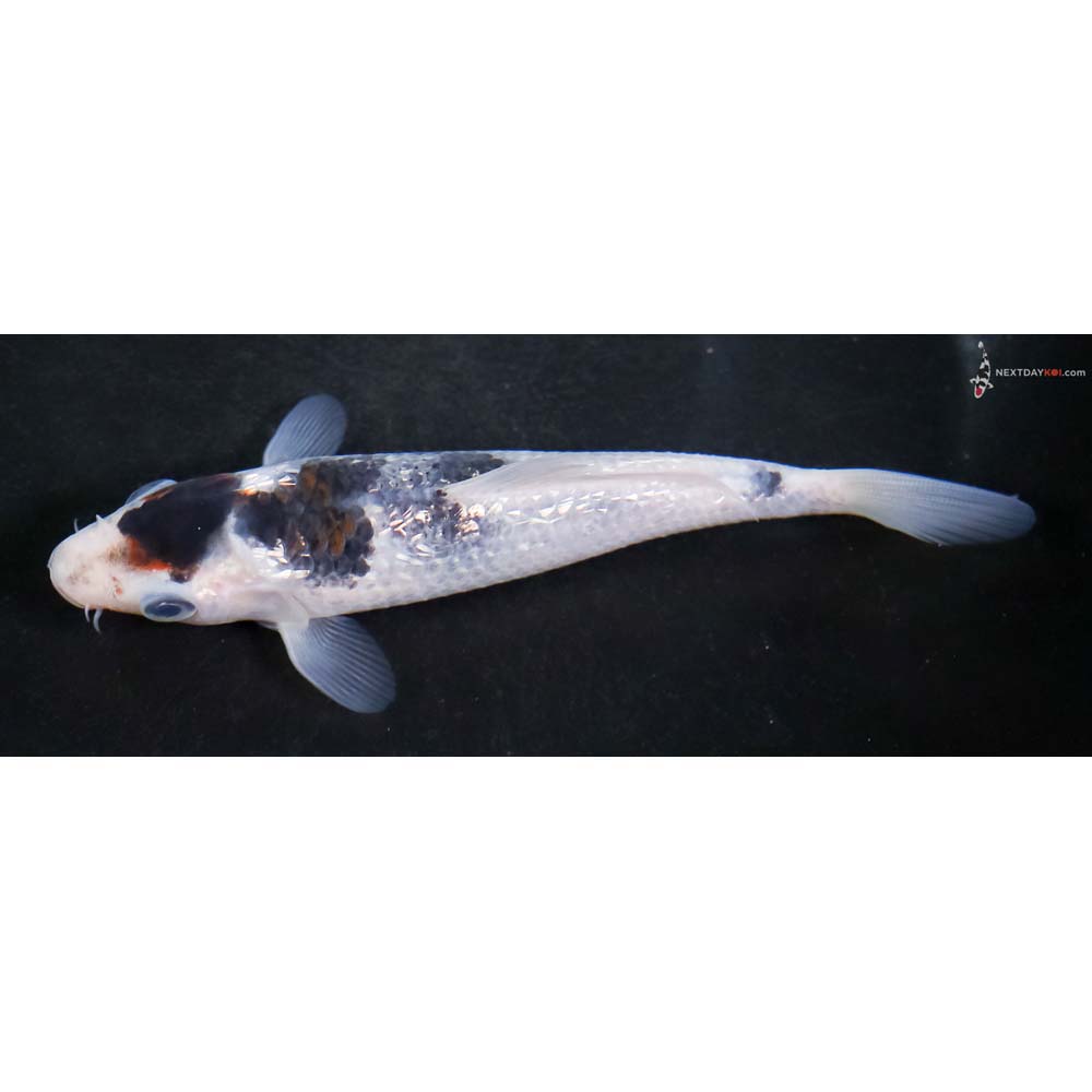 5” Imported Gin Rin Goromo