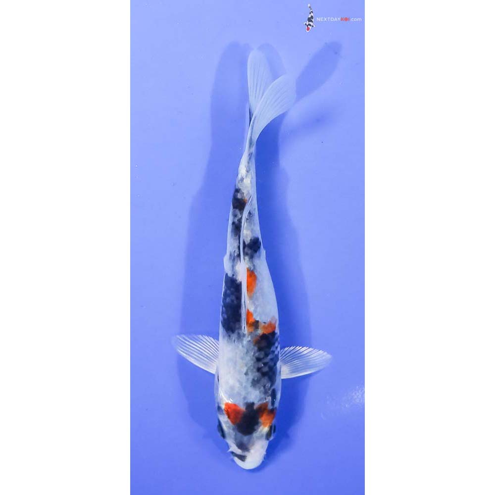 6.5” Imported Kin Showa