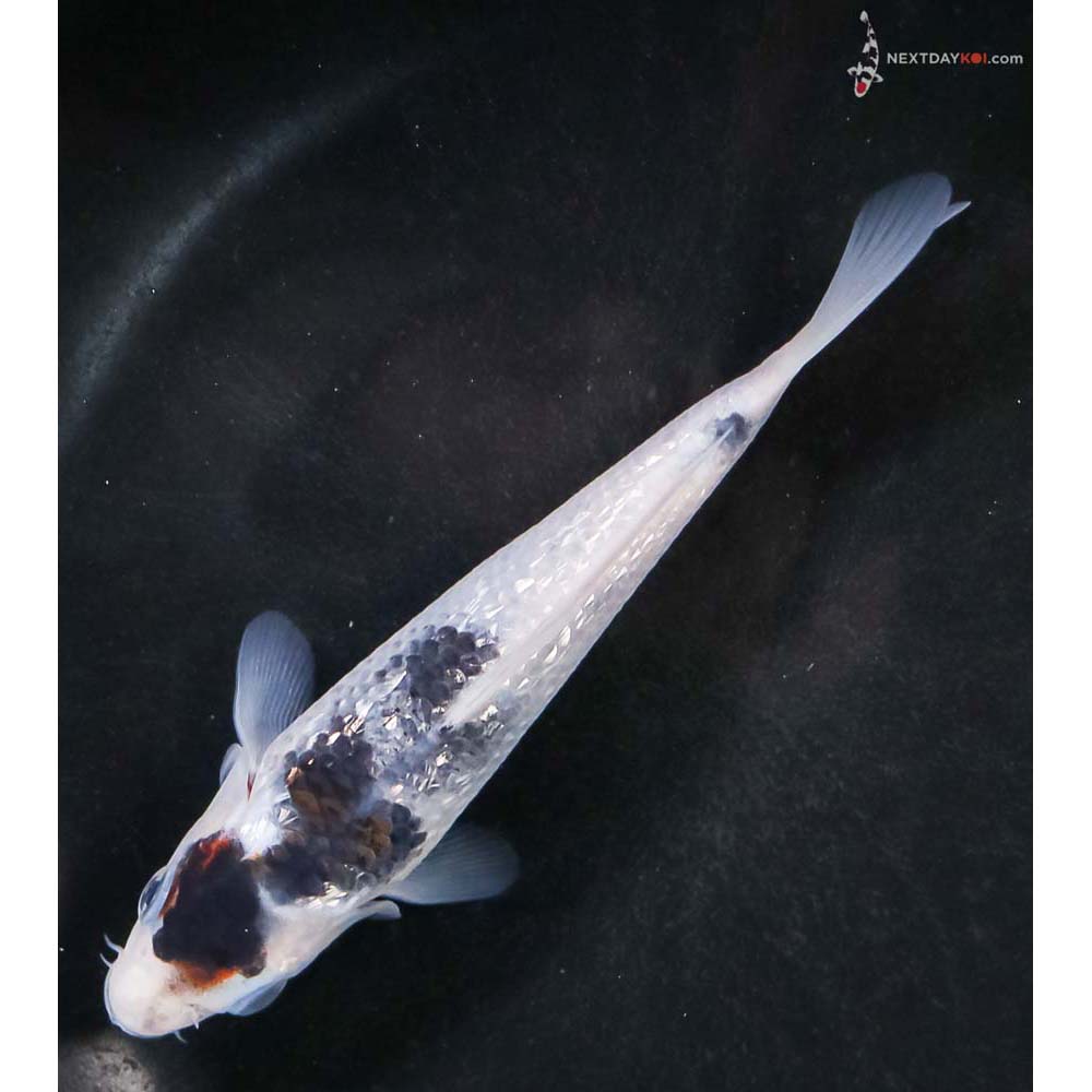 5” Imported Gin Rin Goromo